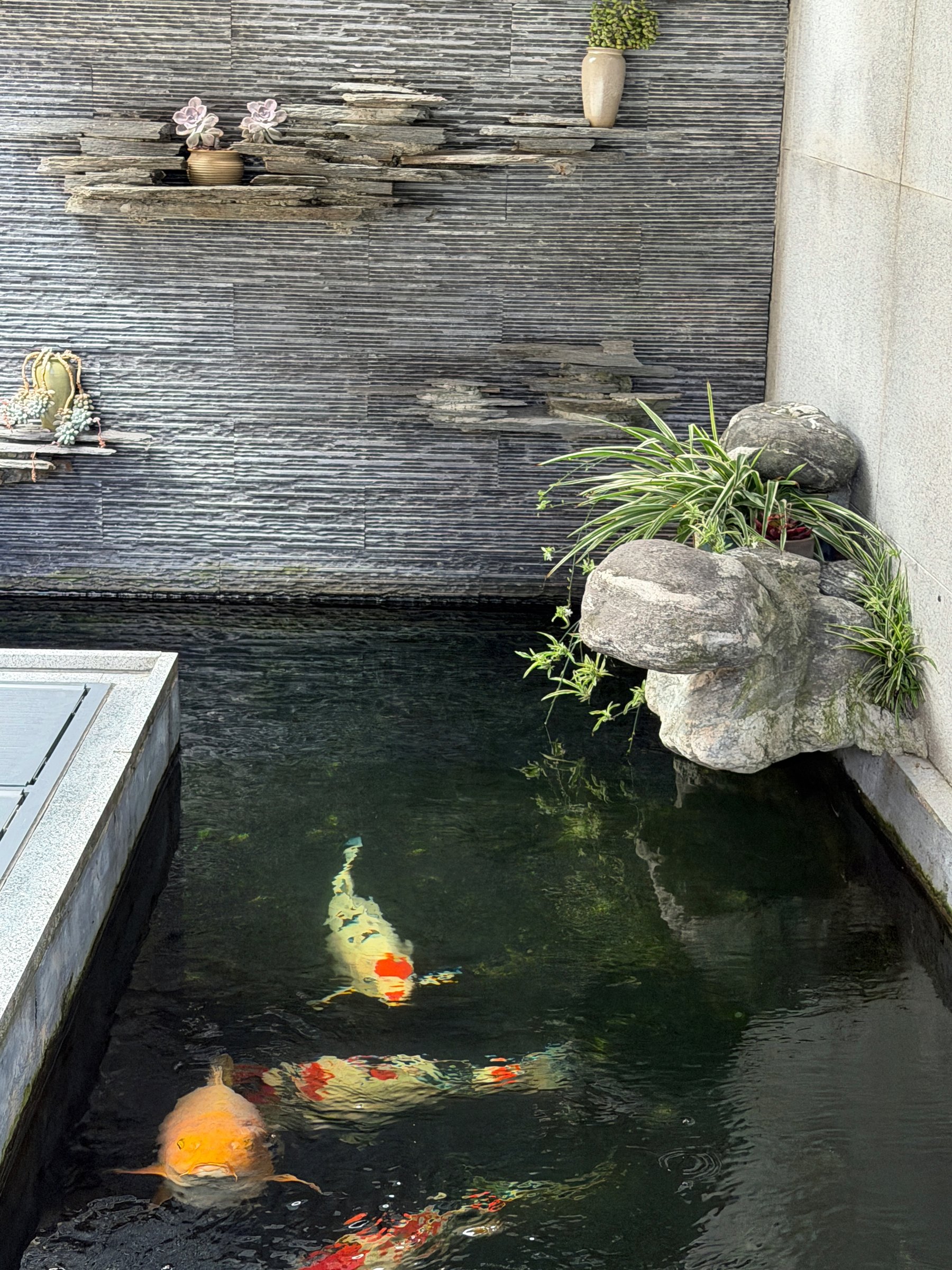 跌水墙锦鲤池