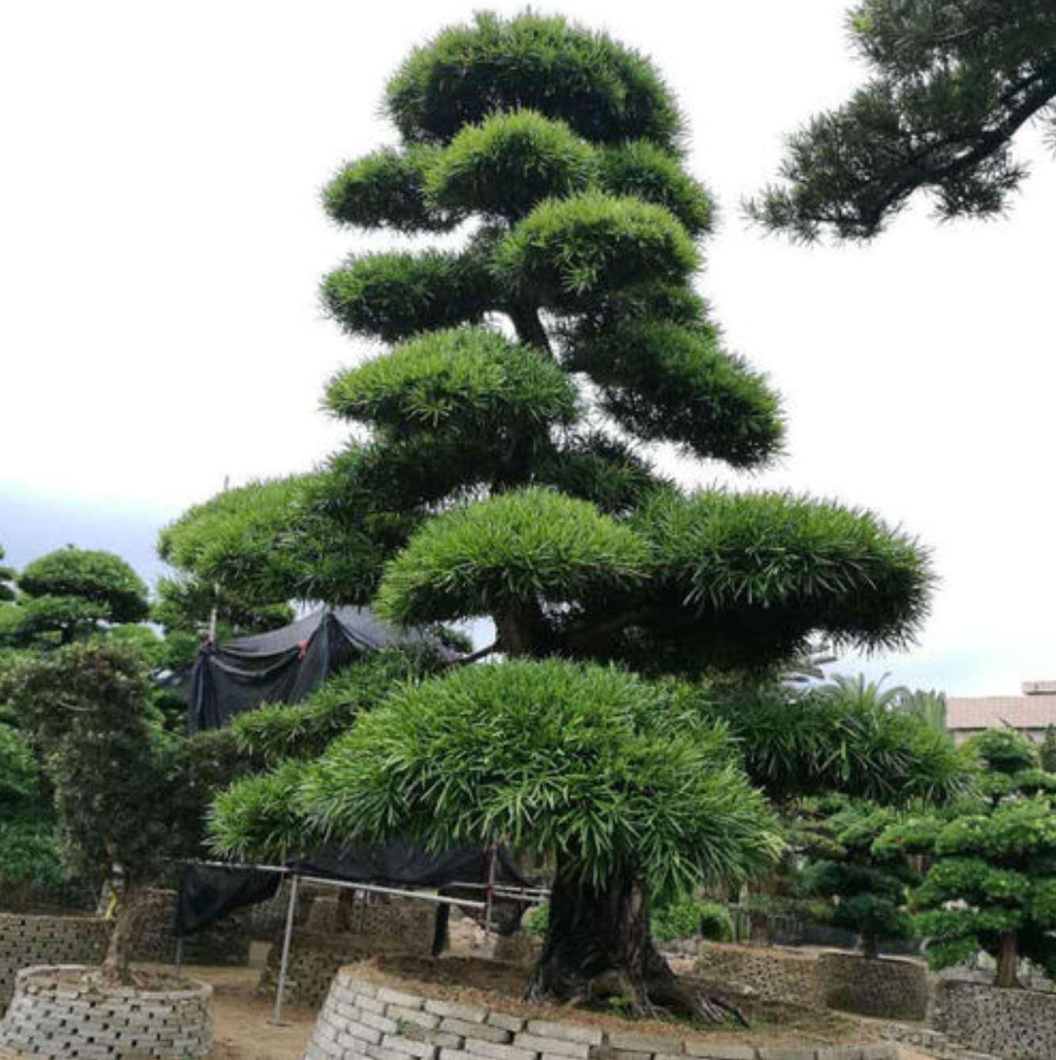 造型罗汉松