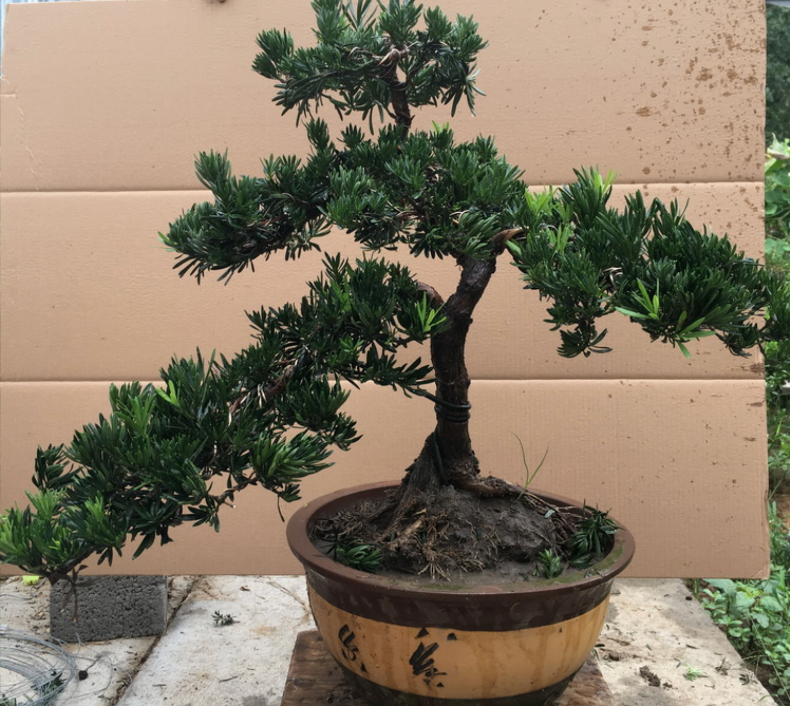 小叶罗汉松盆景