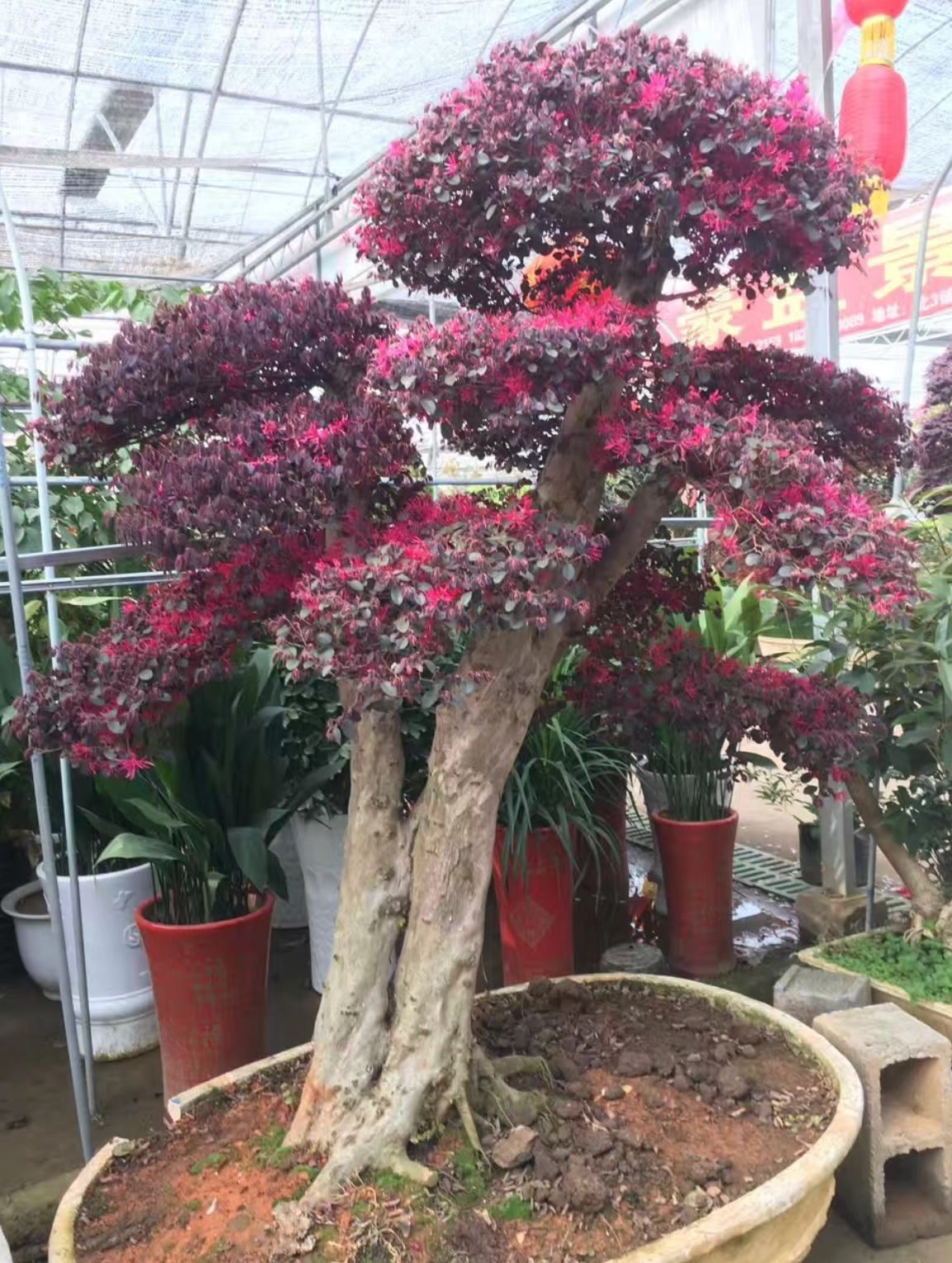 造型红继木桩头