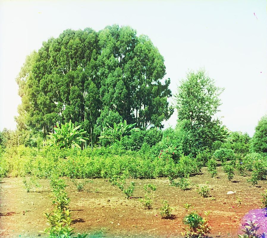 红桂（大）