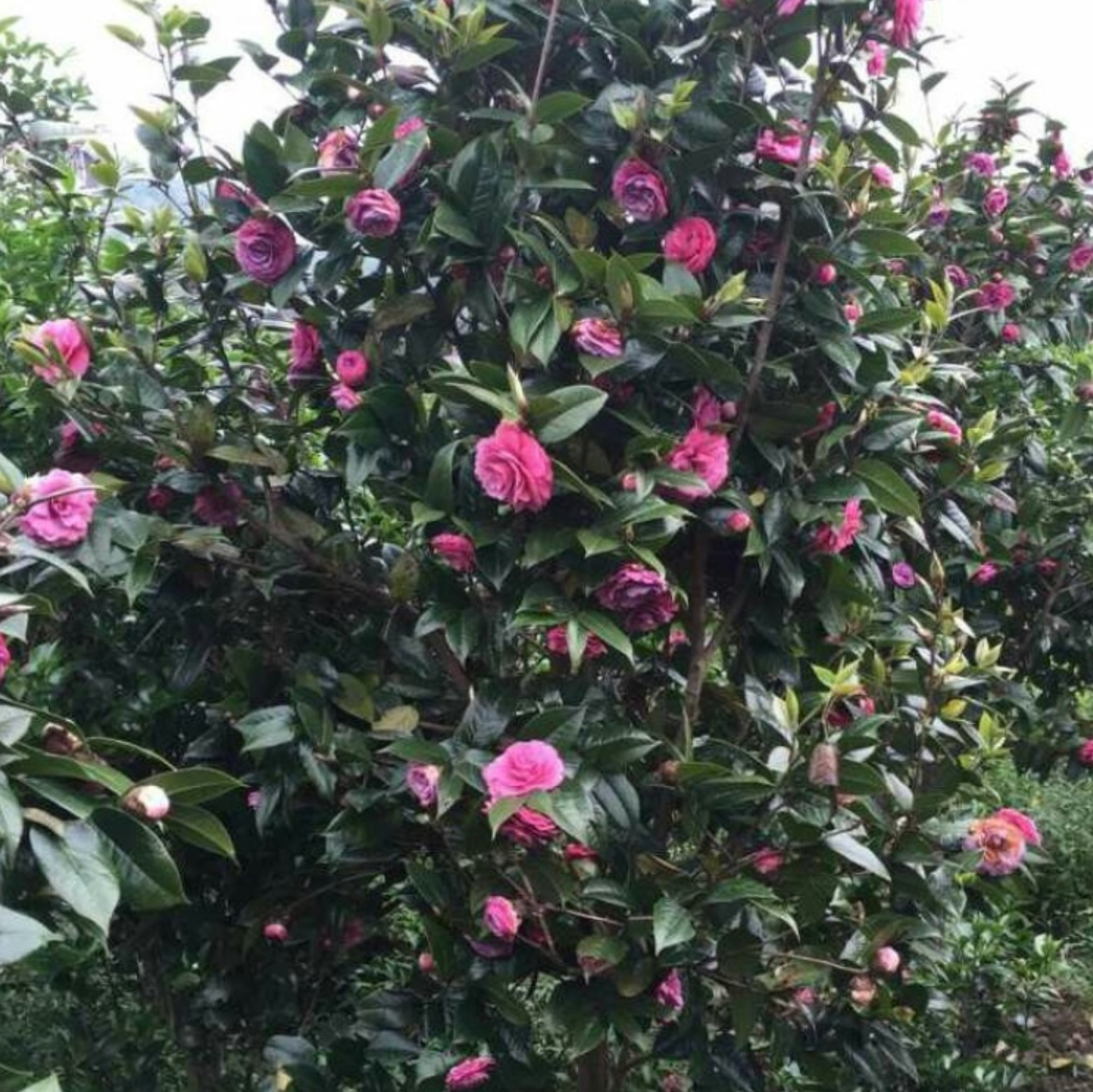 黑牡丹茶花树