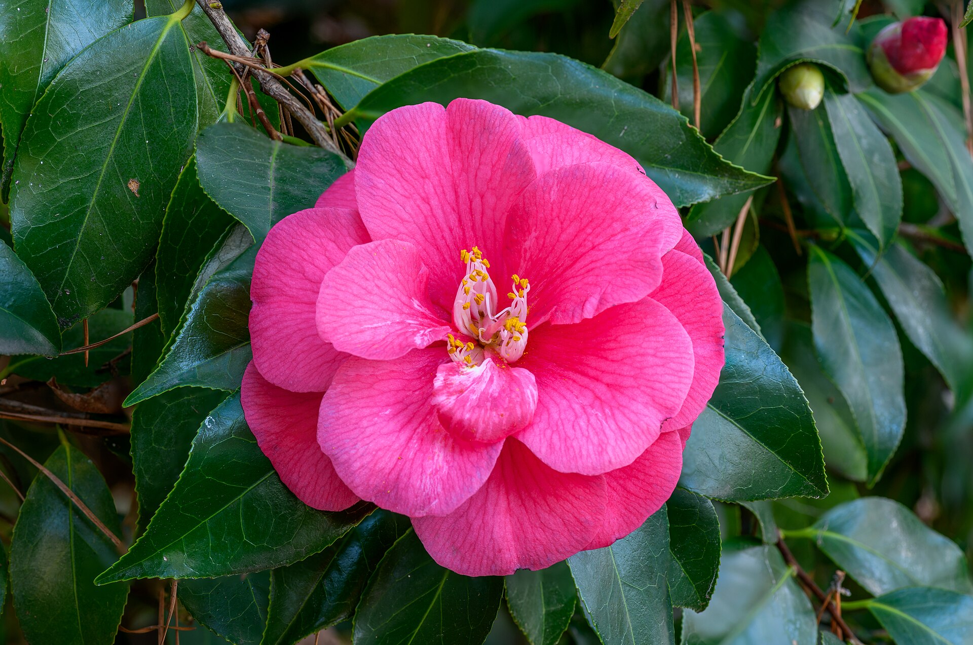 黑牡丹茶花球